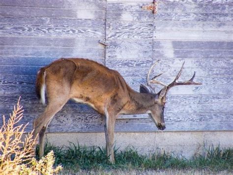 Zombie disease is spreading among deer in the USA - Pictolic