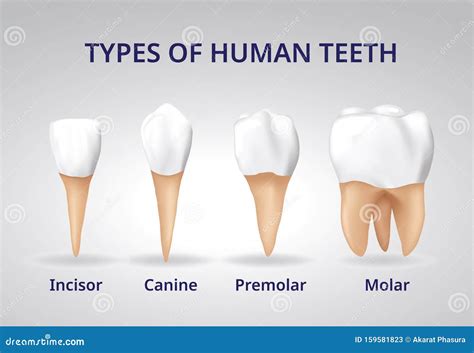 Types of Human Teeth, Human Bone Anatomy, 3D Realistic Vector Stock ...