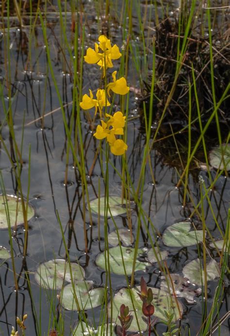 Horned Bladderwort (Utricularia cornuta) | Miles Hearn