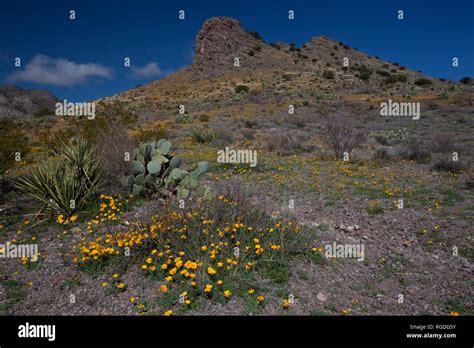 Florida Mountains, Luna County, New Mexico, USA Stock Photo - Alamy