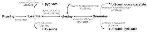 Figures and data in Sleep-promoting effects of threonine link amino ...