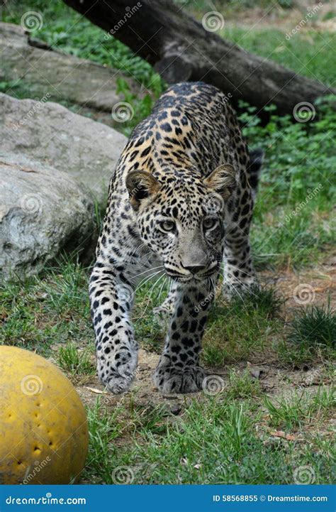 Hunting jaguar stock image. Image of hunting, nature - 58568855