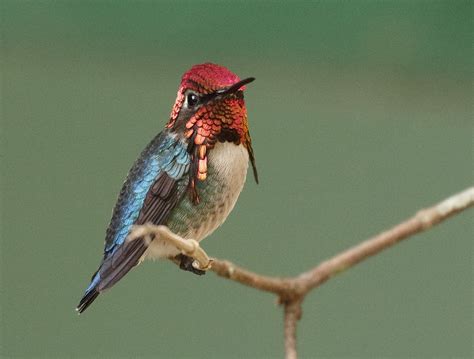 Bee Hummingbird | BirdNote