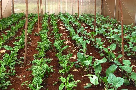 5 Reasons Drip Irrigation Is a Big Win for Small-Scale Farmers – Rooted ...