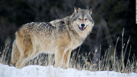 Gray wolves are relisted in Endangered Species Act - CNN