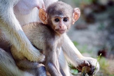 Cute Patas Monkey Baby with Mom Stock Image - Image of grass, forest ...