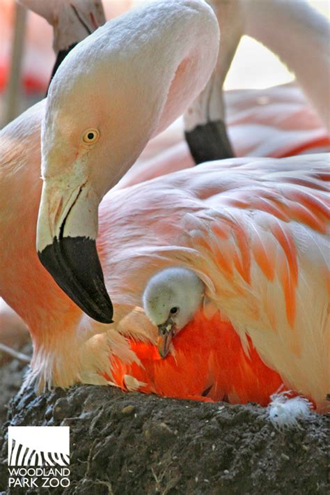 Fluffy flamingo chicks hatch