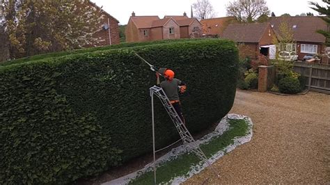 How to trim a conifer hedge - YouTube