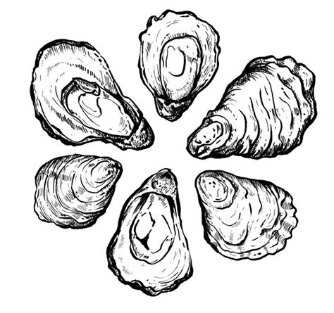 Oyster Drawing at GetDrawings | Free download