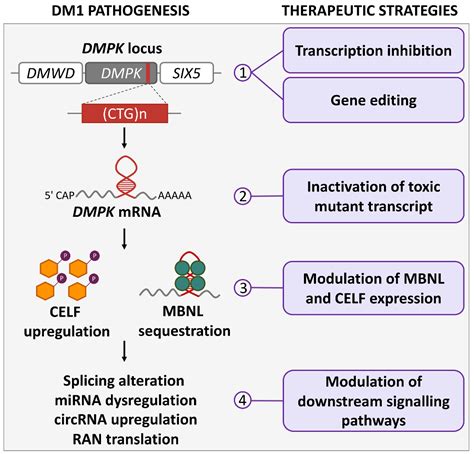 IJMS | Free Full-Text | Molecular Therapies for Myotonic Dystrophy Type ...