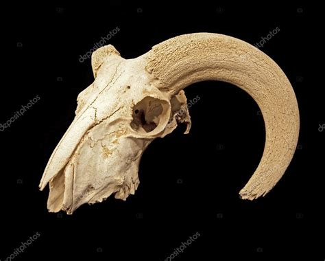 Skull of a mouflon (Ovis orientalis) Stock Photo by ©Ninetails 1943170