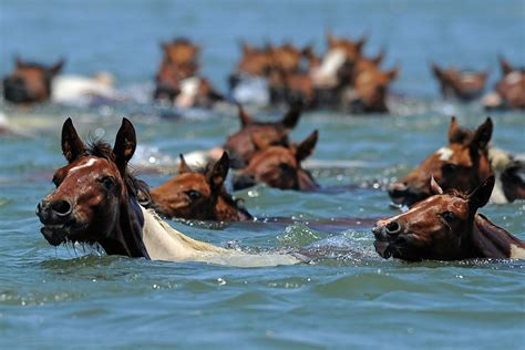 Chincoteague Pony Swim 2013: Assateague's Wild Horses Cross Chincoteague Channel In Annual ...