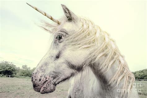 Unicorn Photography Realistic Digital Art by Marben - Pixels