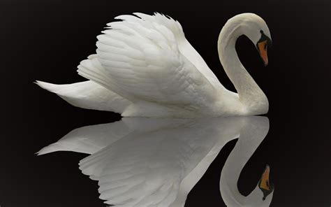 Bird Reflection Swan Wildlife Wallpaper - Resolution:2880x1800 - ID ...