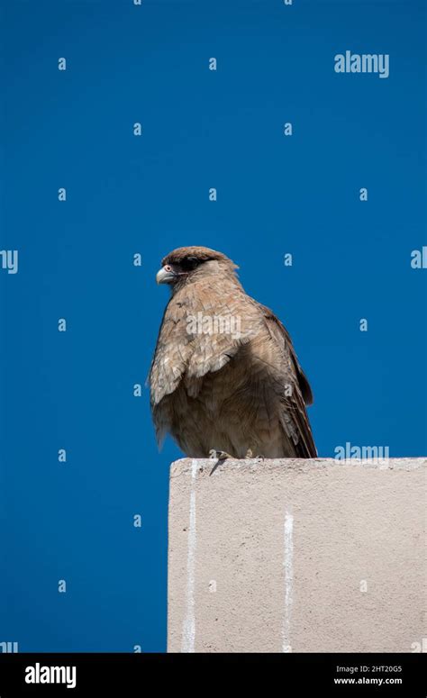 loseup of a chimango. Bird of prey Stock Photo - Alamy