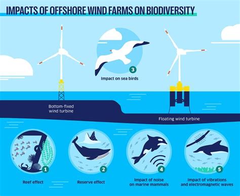 How to protect biodiversity when installing offshore wind turbines.