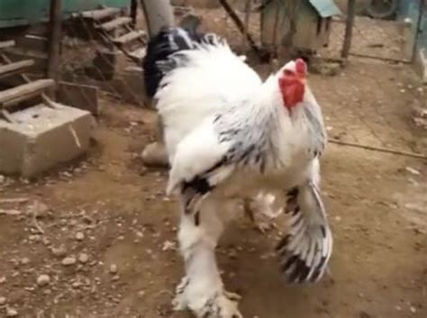 How Big Is The Giant Chicken? This Monster Bird Is An Internet Phenomenon