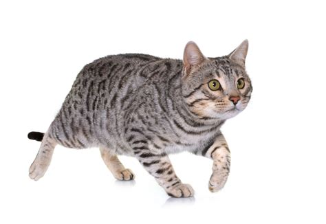 Bengal Cats Running | thebengalway.com