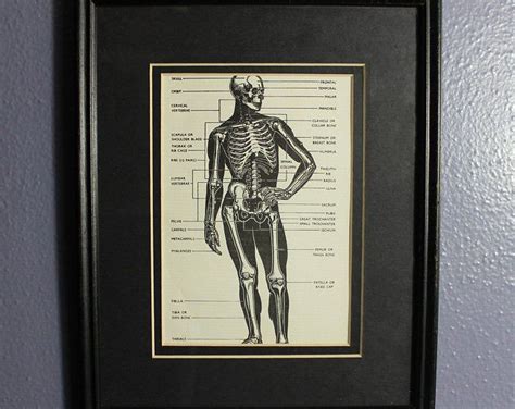 Anatomy Print Medical Poster Anatomical Illustration / | Etsy | Medical ...