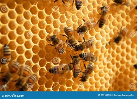 Bees On Honeycomb Stock Photos - Image: 26995753