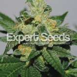 White Gold (von Expert Seeds) :: Cannabis Sorten Infos