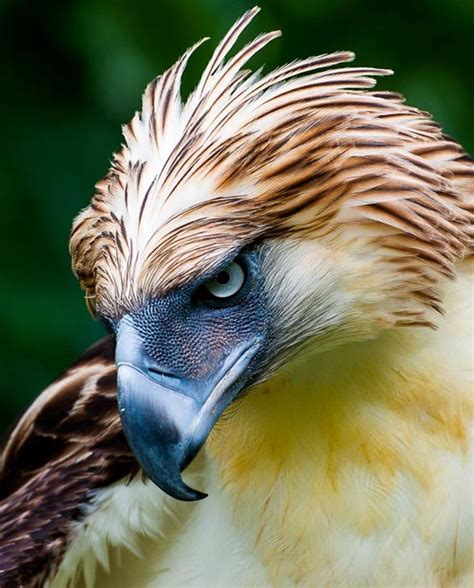 10 Largest Raptor Birds | HubPages