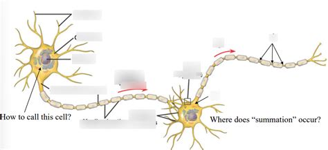 axon terminal Diagram | Quizlet