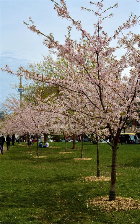 Trinity Bellwoods Park Cherry Blossom - Where Can You See Cherry Blossoms Trees In Toronto Here ...