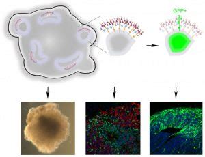 Brain Organoids to Study the Developing Human Brain - Advanced Science News