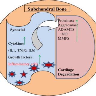 (PDF) The pathophysiology of osteoarthritis