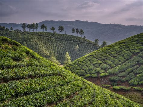 Tea Plantations | Reiner's Travel Photography