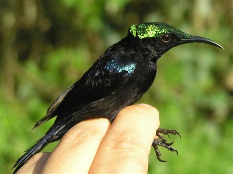 No new thing under the sun? Finding sunbird species in Wallacea ...