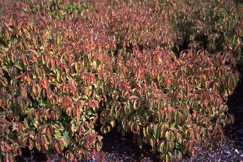 Cornus sericea 'Kelseyi' | Landscape Plants | Oregon State University