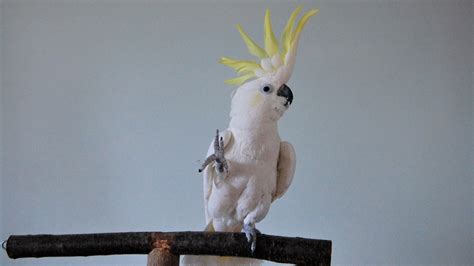Why Snowball the Parrot Dances and Other Animals Don't - The Atlantic