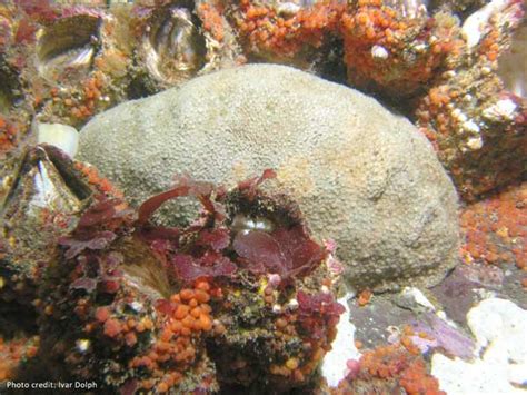 Friends of Skagit Beaches - Gumboot Chiton