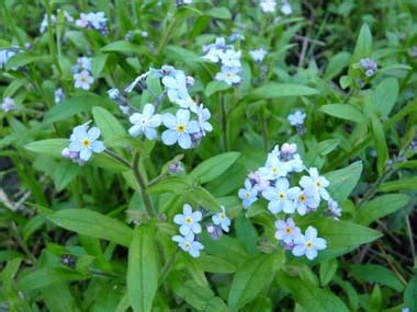 Forget Me Not: Pictures, Flowers, Leaves & Identification | Myosotis ...