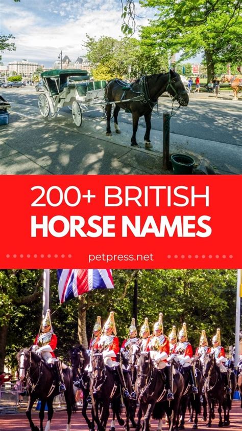 Top 200+ British Horse Names: List of Famous Horse Names in the UK