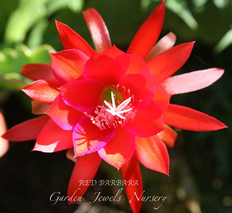 Red Barbara - Garden Jewels Nursery – San Diego Epiphyllums Garden ...