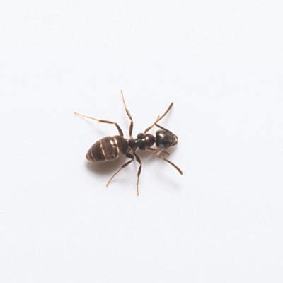 Odorous House Ant Identification & Behavior | Anderson Pest Solutions