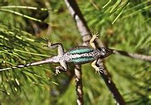 Western fence lizard - Wikipedia