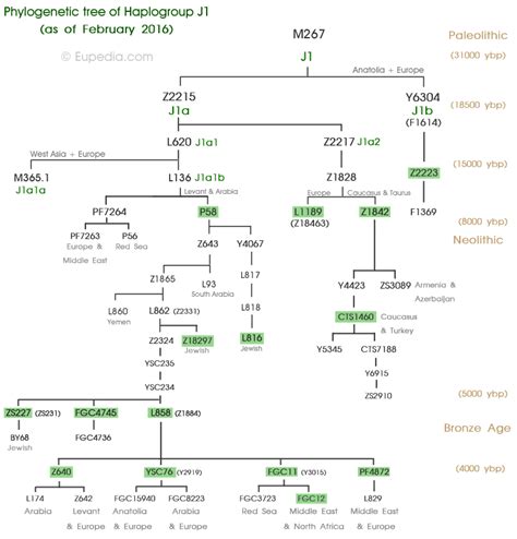 Phylogenetic trees of Y-chromosomal haplogroups - Eupedia