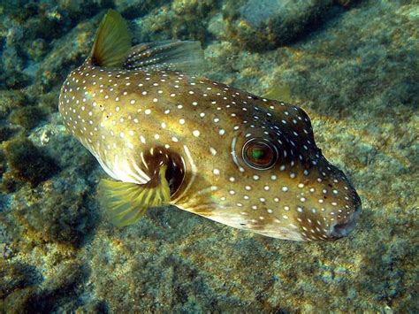 Pufferfish - A-Z Animals