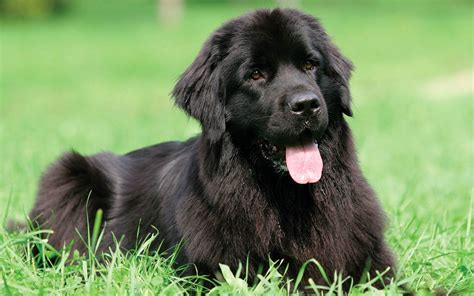 Is The Newfoundland A Good Breed Of Dog