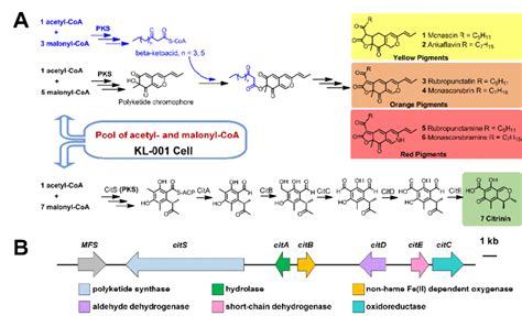 The biosynthesis of citrinin and Monascus Red pigments. (A) The... | Download Scientific Diagram