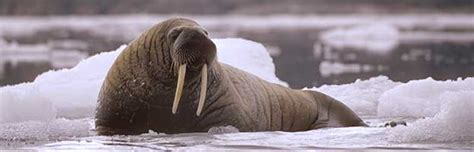 Walrus Feeding