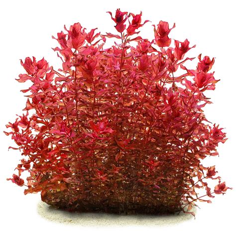 Rotala macrandra 'Variegated' | Aquasabi - Aquascaping Shop