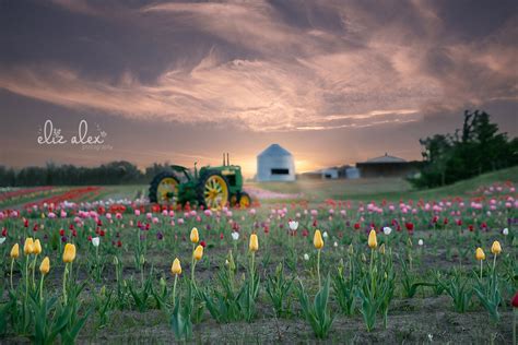 Tulips in Texas! - Plano & Allen Texas photographer - Eliz Alex Photography