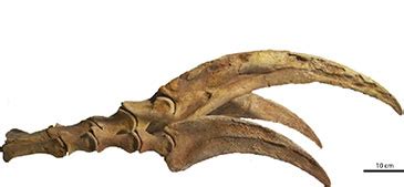 May: Therizinosaur claws | News and features | University of Bristol