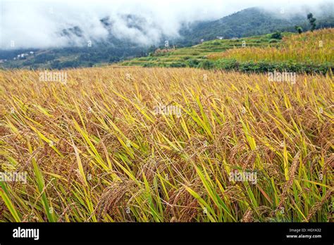 Rice field ready for harvest Stock Photo - Alamy