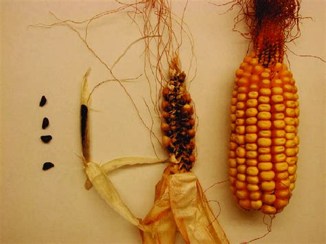 Infructescences and fruits of teosinte (Zea mays ssp. mexicana), maize ...